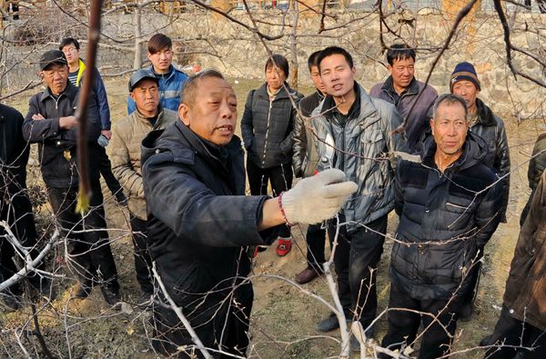 李保国在河北省内丘县岗底村向村民讲解果树修剪知识